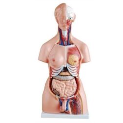 Anatomical Life Size (85cm length) Unisex Human Torso Model in 24 Parts with Interchangeable Reproductive System in Fiber Glass Material. 85 cm length spancare
