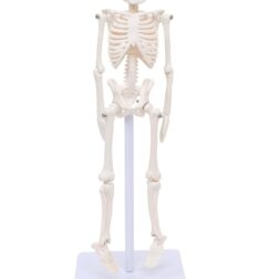 Anatomical Learning Micro Skeleton Model, 21cm Height spancare