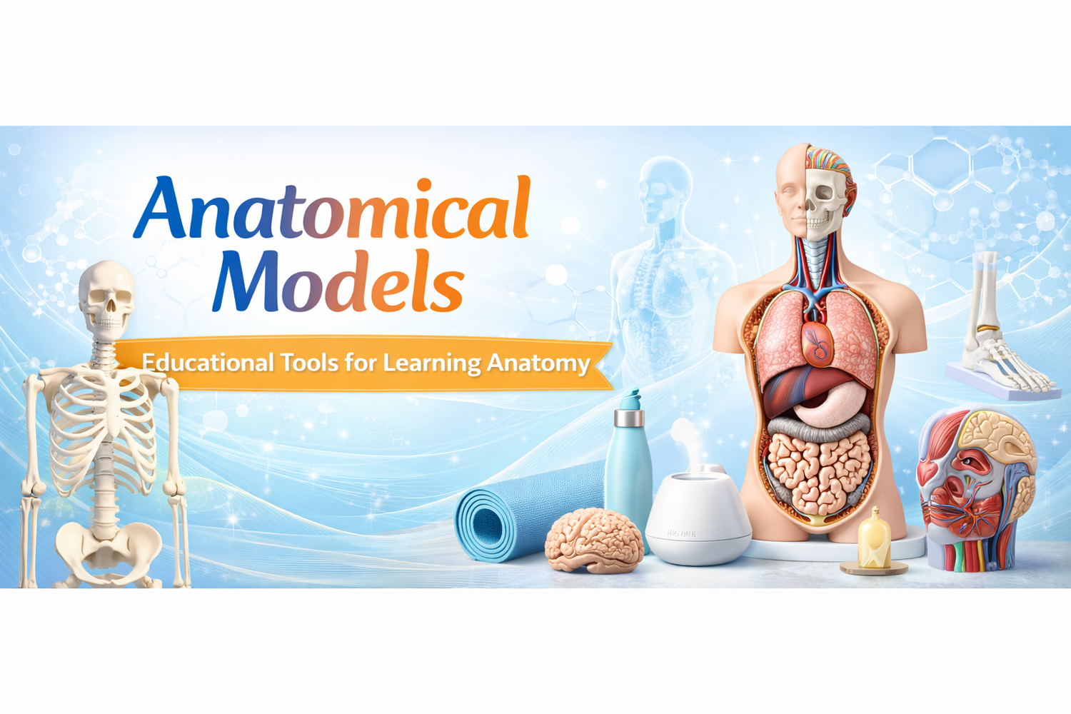Anatomical Models Online — Skeletons, Torso, Manikins | Spancare