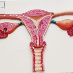 Uterus Ovary Anatomical Model - Uterus Model Medical Anatomical Uterus Teaching Model - Advanced  Simulation Maternal Uterus Structure Anatomy Model for Medical Teaching spancare