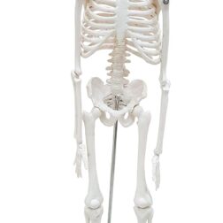 Desktop Skeleton 45cm | PVC | Anatomical Model spancare