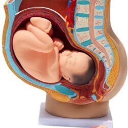 Study Model Human Female Pelvis Section Pregnancy Anatomical Model Anatomy Model Pregnancy  Pelvis Female Pelvis Model Fetus spancare
