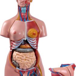 Human Torso Model (85cm Tall) With 23 Removable Parts | Made Up Of Unbreakable Non-Toxic PVC Plastic  | Devloped By Expert Anatomists | Master Human Anatomy With This Premium Torso Model spancare