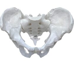 Male Pelvis Bone Model | Anatomical Model | Bones and Skeleton | PVC spancare