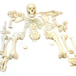Disarticulated Human Skeleton Model | Life Size Bone Set