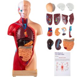 Human Body Anatomy Model 15 Parts 11 Inch with Removable Organs