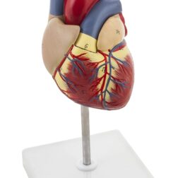 Deluxe Natural Size Human Heart Anatomical Model, 2 Parts, Showing Four Chambers, Valves,  And Major Blood Vessels, With Detailed Study Guide (Red), Adult spancare