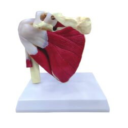 Muscular Shoulder Joint Model, Life Size, PVC, with detailed key card | Anatomical Model | Ideal for doctors and  students for medical study and patient education | Bones and Skeleton spancare