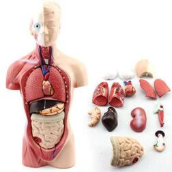 18-inch Male Human Torso Body Anatomy Model Including Skeleton Visceral for Medical Students Study