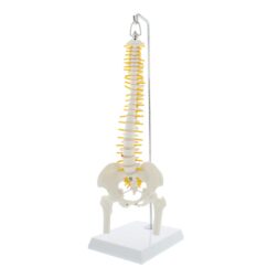 Spinal Column Model Half Size spancare
