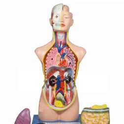 Premium Anatomical Human Torso, Unisex, with Open Neck and Back Showing Central Nervous System,  17 Parts, 88cm,Medical Grade Model with Detailed Key Card spancare