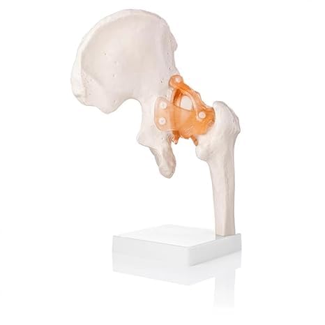 spancare_pharmaceuticals Human Hip Joint Model with Ligaments Scientific Life Size with Premium Display Base spancare