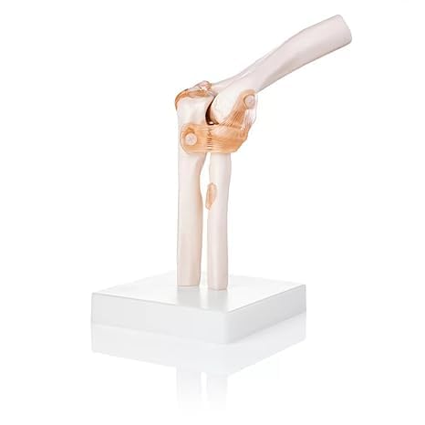 SPANCARE_PHARMACEUTICALS Human Elbow Joint Model with Ligaments ✮ Scientific Life Size with Premium Display Base spancare