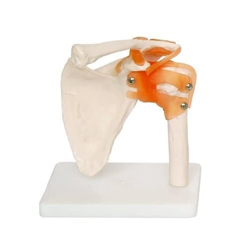spancare_pharmaceuticals Joint Anatomical Model Skeleton Life Size Shoulder spancare