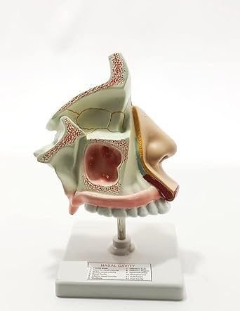 spancare_pharmaceuticals Anatomical Human Nose/Nasal Cavity Model spancare