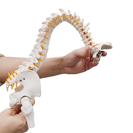 spancare_pharmaceuticals Mini Human Spine Model, Bendable Spinal Cord with Herniated Disk, Nerves, Arteries, Pelvis, and Femur