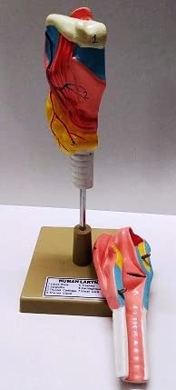 Human Larynx Model Cut in 2 Parts Mounted on Plastic Base