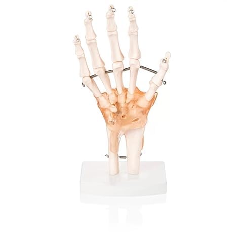 spancare pharmaceuticals Human Hand Joint Model with Ligaments Scientific Life Size with Premium Display Base Best Teaching Tool for spancare