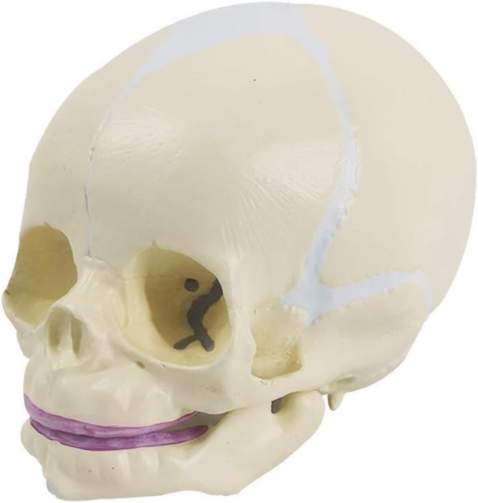 Generic Fetus Skull Model with Articulating Jaw (Premium Anatomical Model) spancare