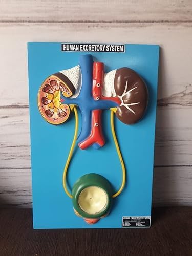 Human Anatomy Educational Model, Excretory System with Kidney and Bladder, with Base spancare