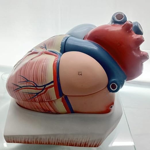 Human Heart Educational Model, 4 Parts, 6X Enlarged Size, Fiberglass, for Science and Medical Studies spancare