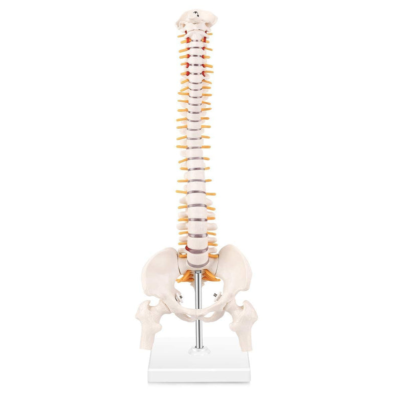 Human Spine Model with Femur (Heads & Stand) Premium QLTY spancare