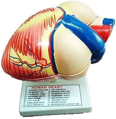 Human Heart Anatomical Model, 3D Dissectible Educational Tool for Detailed Study spancare