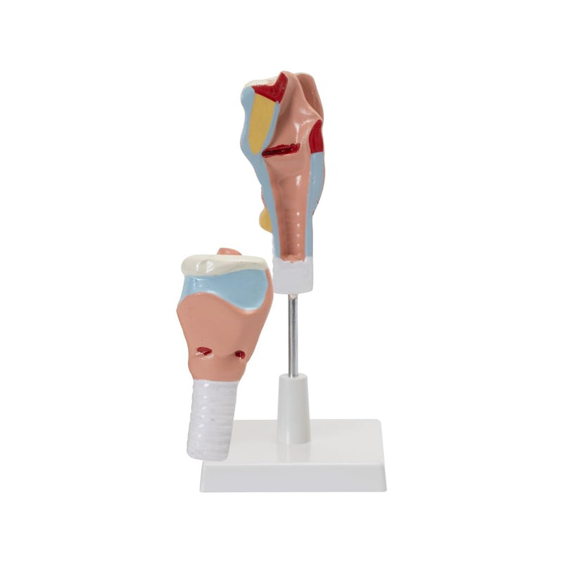 HUMAN LARYNX MODEL (Mounted on base with key card) spancare