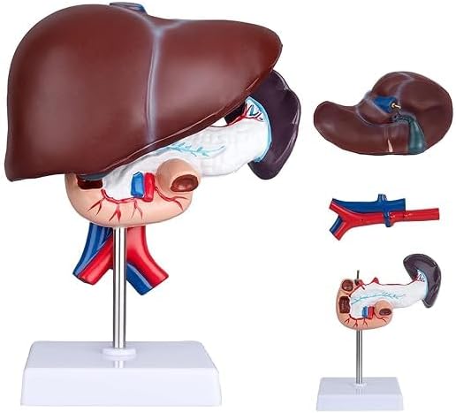 SPANCARE PHARMACEUTICALS Anatomical Model of Liver, Pancreas and Duodenum, Medical Educational Display spancare