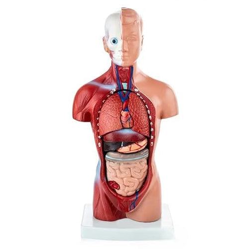 Human Torso Anatomy Model with Detachable Organs