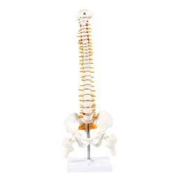 45cm Tall Human Vertebral Column Anatomy Spine Model for Chiropractor and Osteopath | Learn Spinal  Anatomy In No Time With This Spine Model spancare