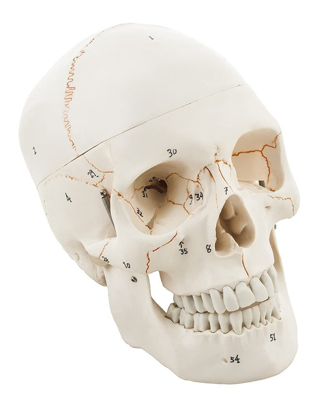 Spancare Human Skull Model with Removable Calvarium, Anatomical Model, PVC Plastic spancare