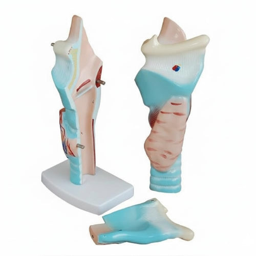 Human Larynx Model | Enlarged Vocal Cord Anatomy Model