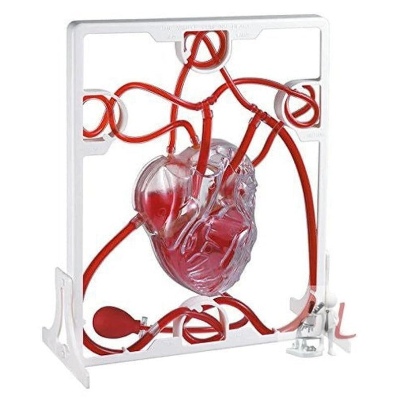 SPANCARE PHARMACEUTICALS Pumping Human Heart Model with Artificial Blood spancare