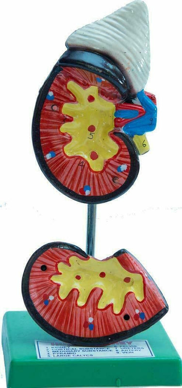 Spancare Learning Material Educational Human Kidney Model Biology Med 3D Model Teacher spancare