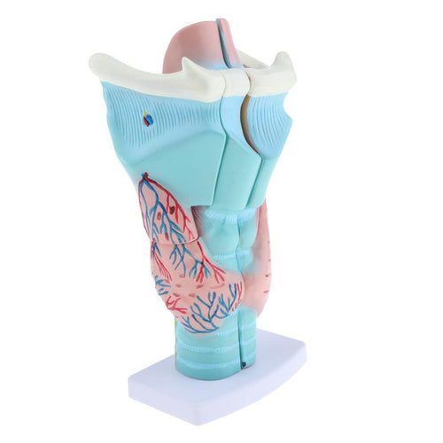 Human Larynx Anatomical Model – Anatomy Throat Model