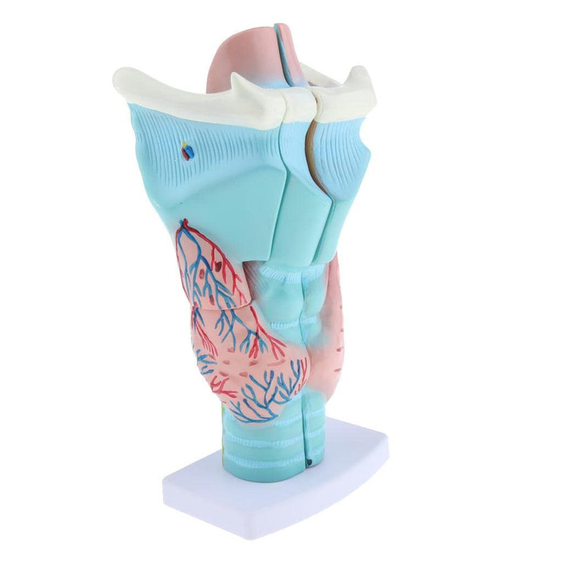 Human Larynx Anatomical Model