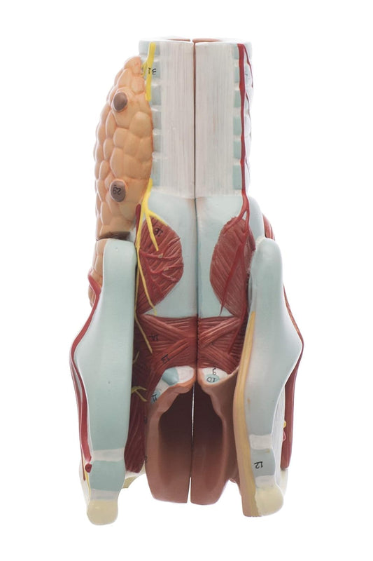 Larynx Model 2X Enlarged | Anatomical Study Model