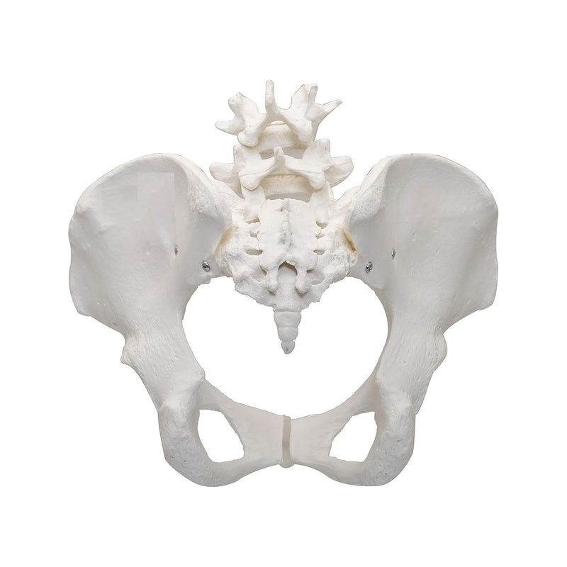Premium Female Pelvis Skeleton Model – Anatomically Correct Life Size Pelvis for Education, Teaching, and Student Study spancare