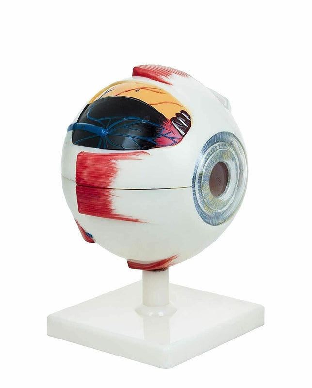 Spancare Human Eye Model Premium with Dissectible Eye Ball 7 Parts can Enlarged 5 Times spancare