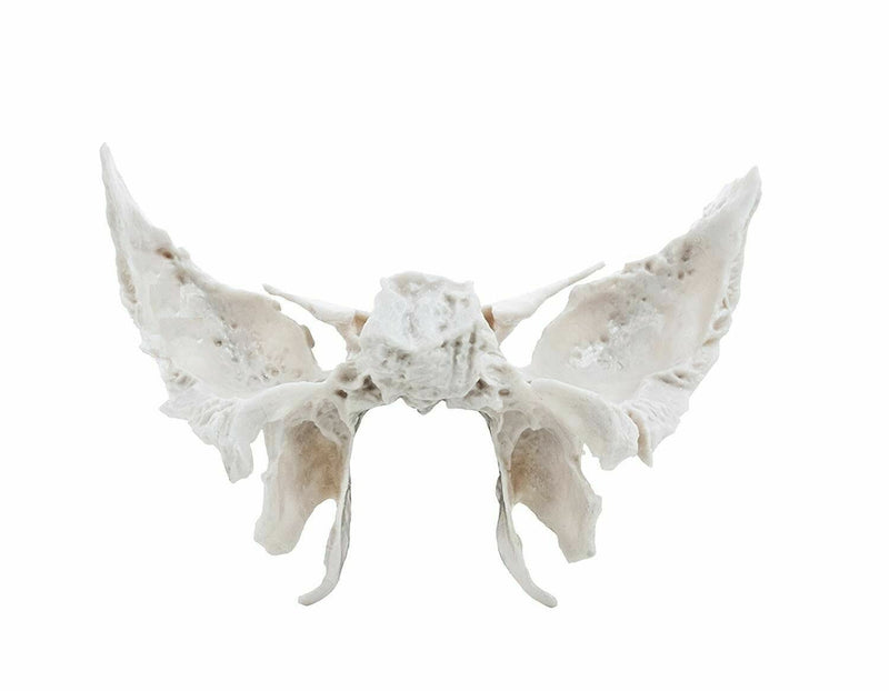 Spancare Sphenoid Bone from Original Human Skull Cast, Anatomically Correct spancare