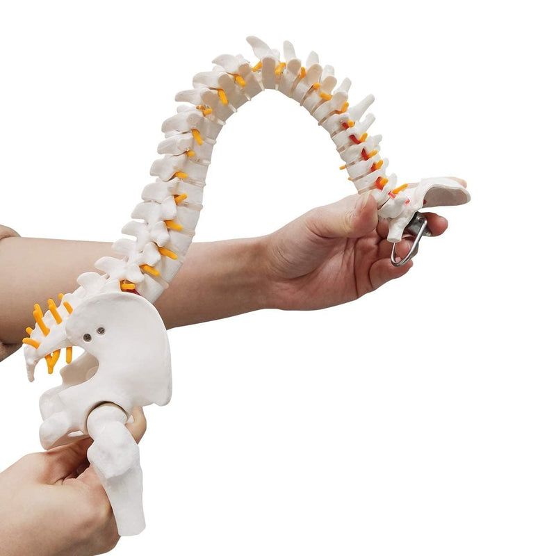 Mini Human Spine Model, Bendable Spinal Cord with Herniated Disk, Nerves, Arteries, Pelvis, and, (Includes Stand) spancare