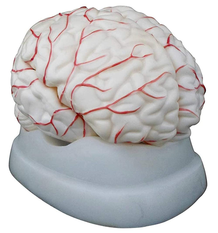 SPANCARE PHARMACEUTICALS Human Brain 8 Part Model Shows Arteries, Dissects Into 8 Parts Anatomical Model spancare