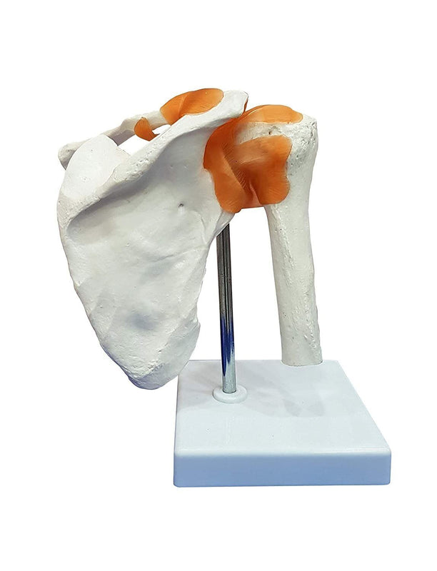 Spancare Shoulder Joint Model, Anatomical Model Flexible PVC Plastic with Plastic Base. spancare