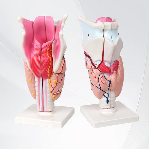 Human Larynx Model Giant Sized Human Larynx Model (5 Parts) – Myaskro