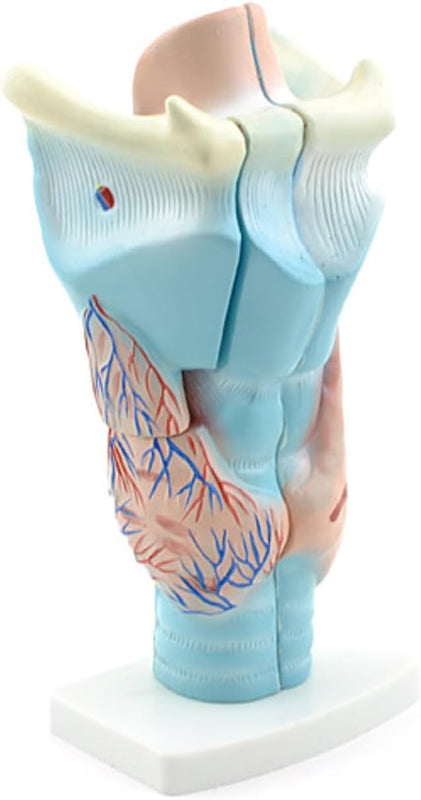 Magnified Human Larynx Model