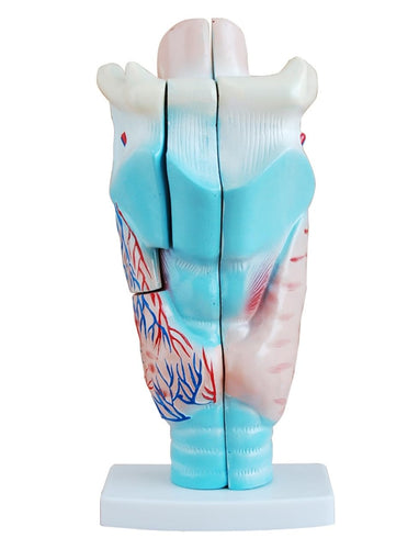 Magnified Human Larynx Model 3-Part on Stand for ENT & MBBS