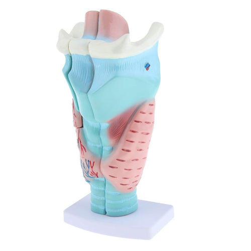 Human Larynx PVC Model by mLabs