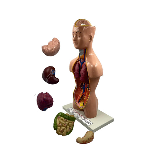 Generic Human Muscular Anatomical Model (Educational Modal)