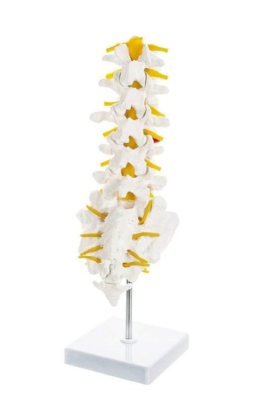 Spancare Lumbar Vertebrae 1-5, Premium Anatomical Model, Sacrum Bone with Spinal Nerves spancare